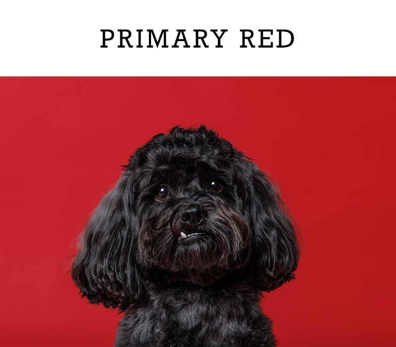 A fluffy black dog sits against a bold primary red background in a studio portrait.