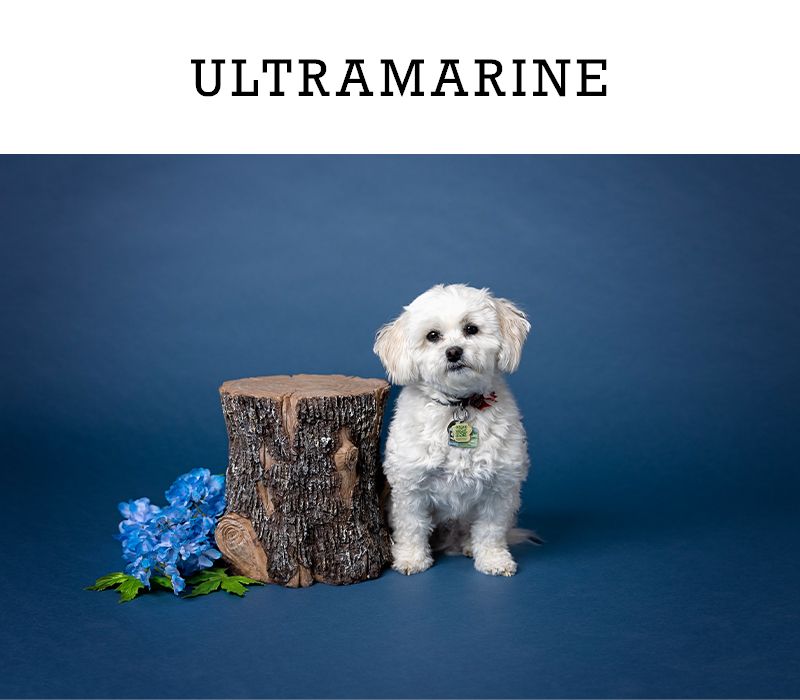 A white Maltese dog sits beside a wooden stump with blue flowers on ultramarine background.