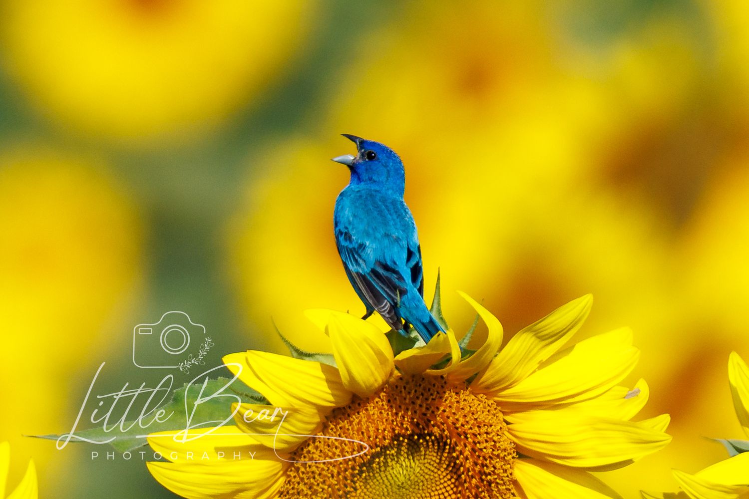 Vibrant indigo bunting bird singing while perched on a bright yellow sunflower in a sunny field.