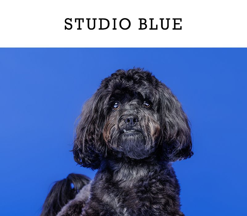 A curly-haired black dog poses against a vivid studio blue background in a portrait.