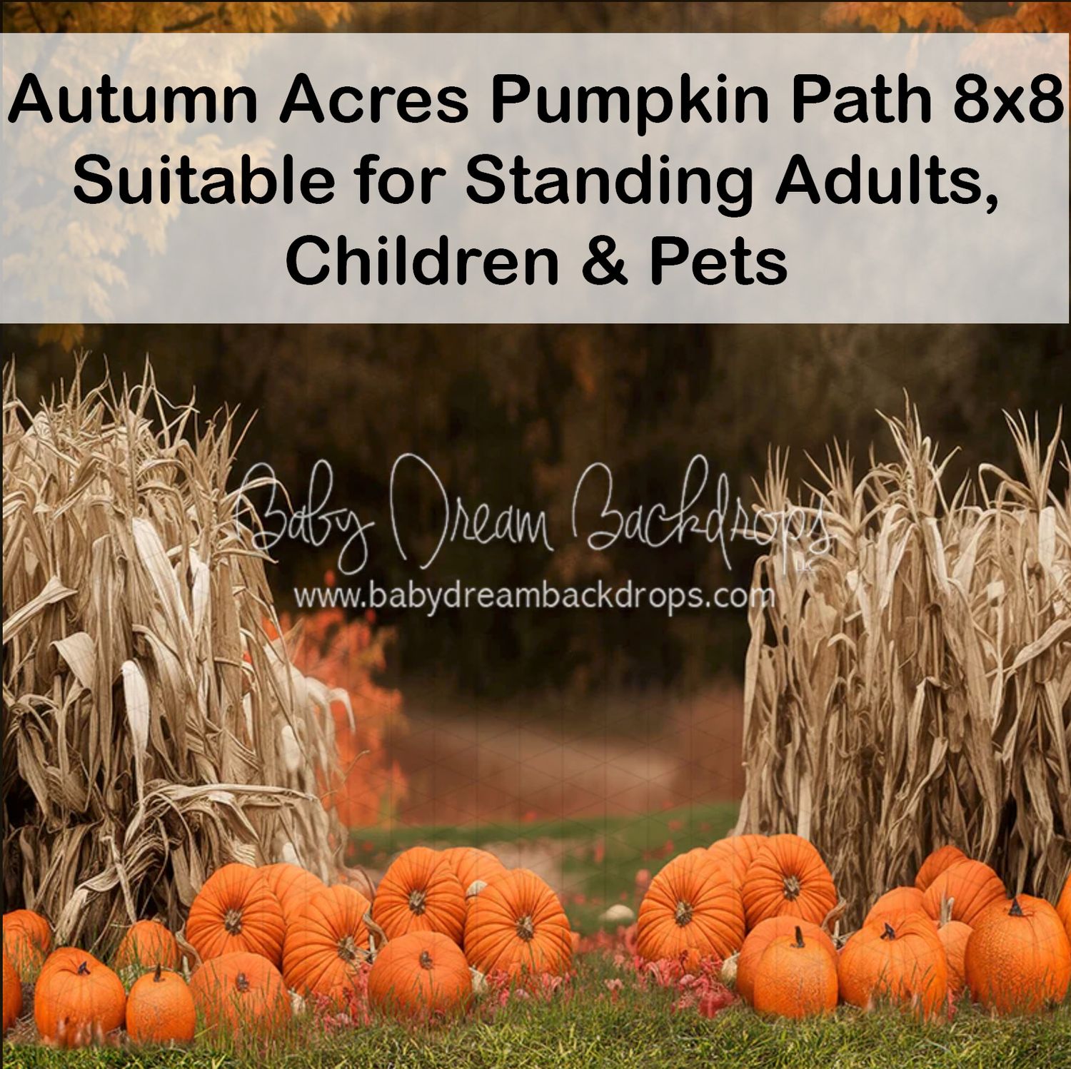 Autumn Acres Pumpkin Path 8x8 photography backdrop with orange pumpkins and corn stalks, suitable for adults, children, and pets.