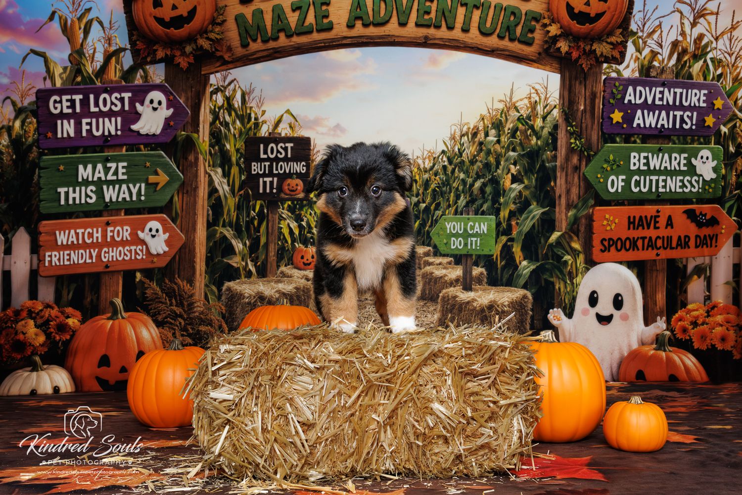 Cute puppy sitting on hay bale in Halloween maze adventure themed photo with pumpkins and ghost decorations.