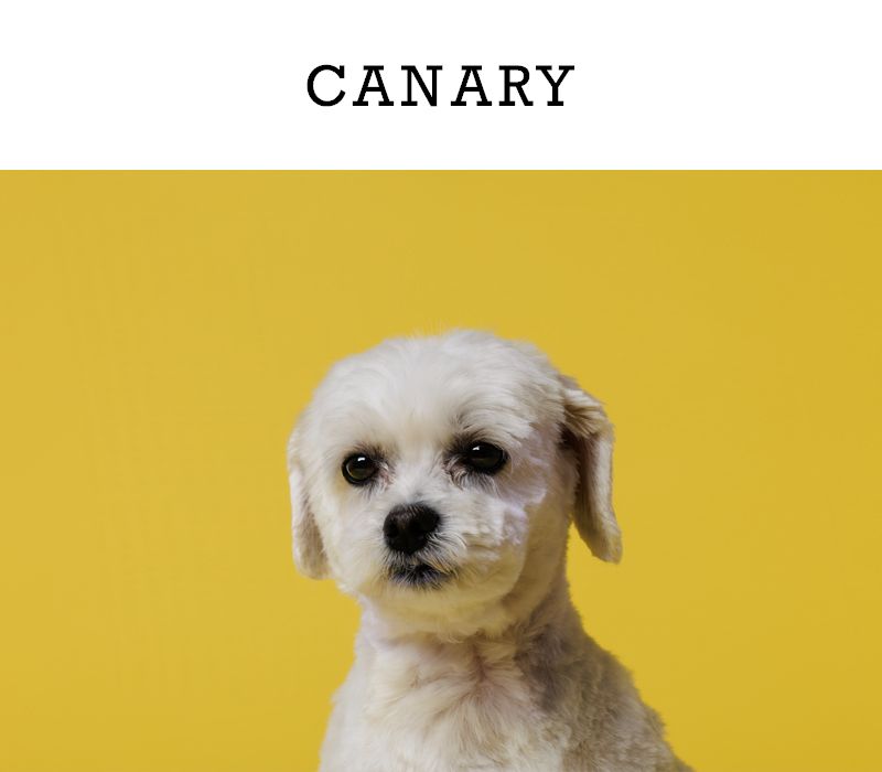 A small white dog posed against a Savage bright Canary yellow photography backdrop background.