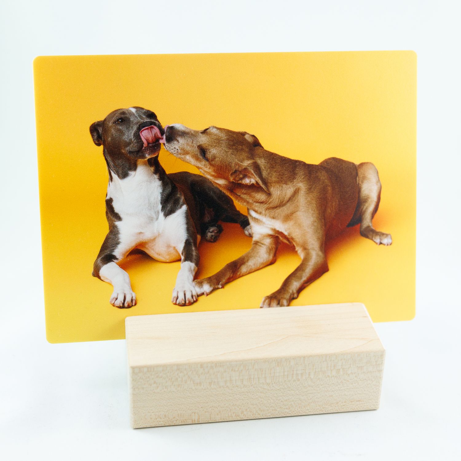 Two dogs on yellow background photo print displayed in wooden block desktop photo holder.