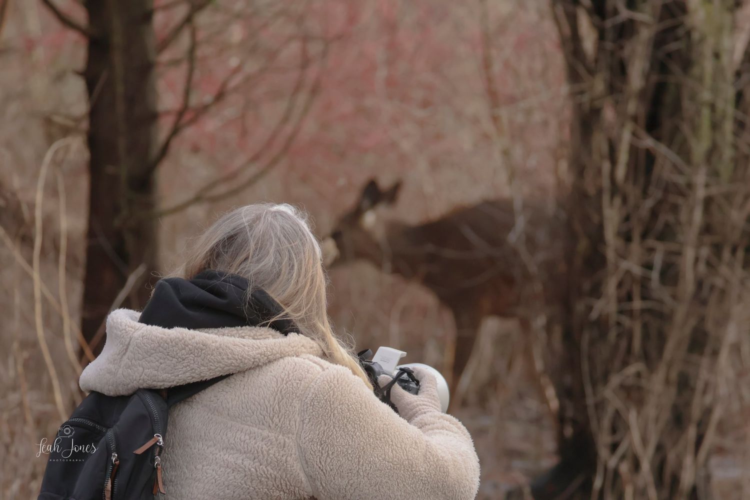 Photographer capturing whitetail deer in natural woodland setting during autumn season.