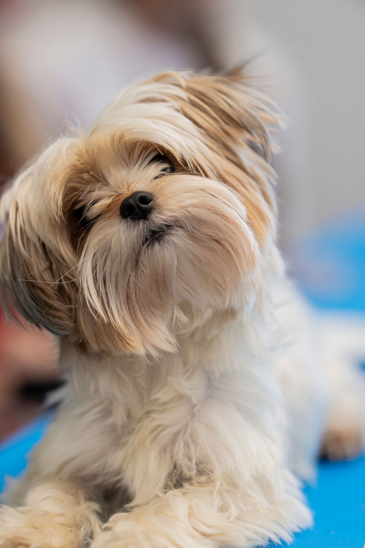 Adorable fluffy Shih Tzu puppy with golden fur tilts its head on a blue surface.