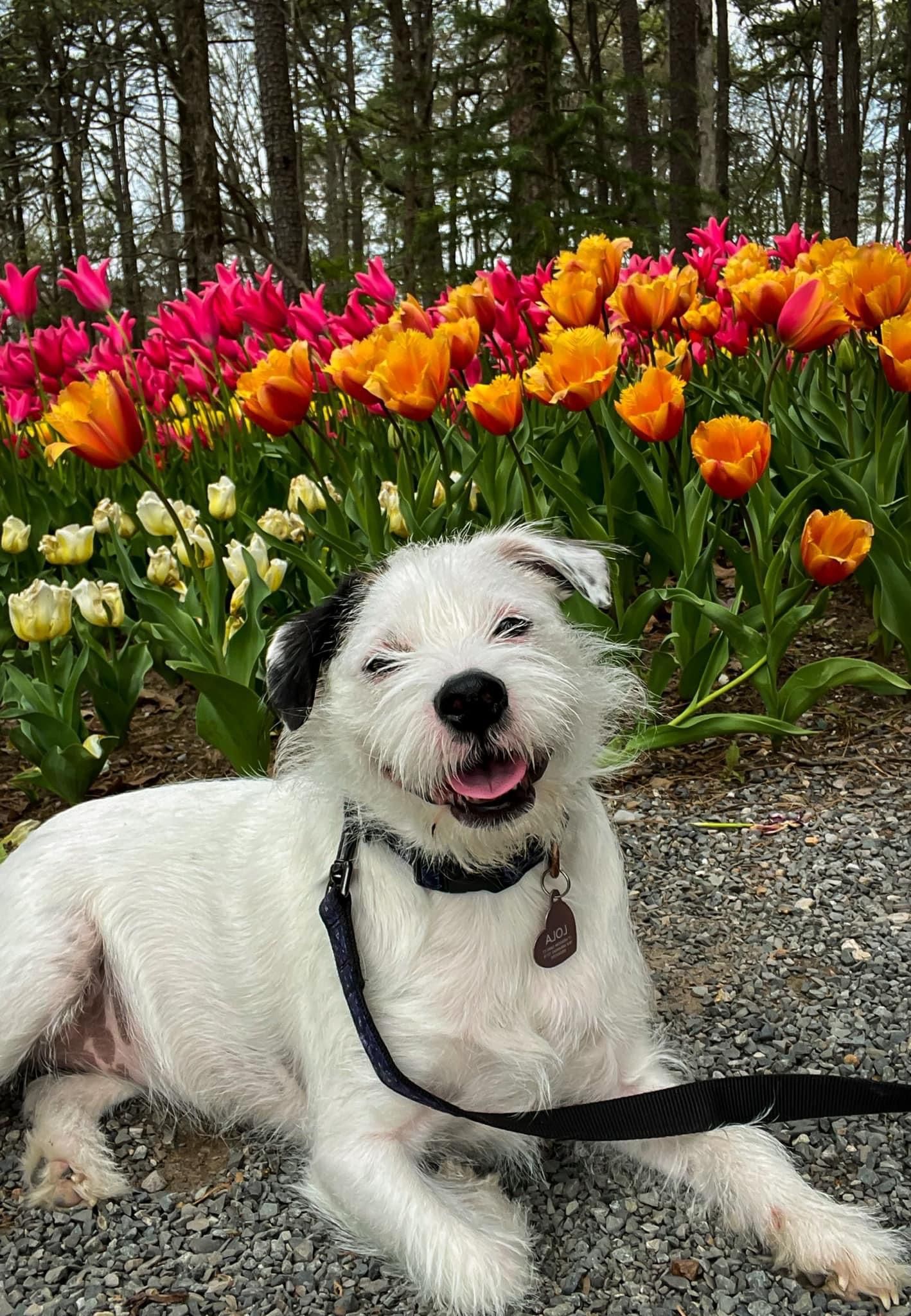 A fluffy white dog lying in front of vibrant pink, orange, and yellow tulips in full bloom.
