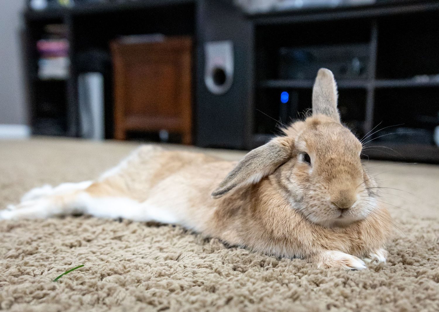 A fluffy tan lop-eared rabbit resting on a beige carpet in a cozy living room.