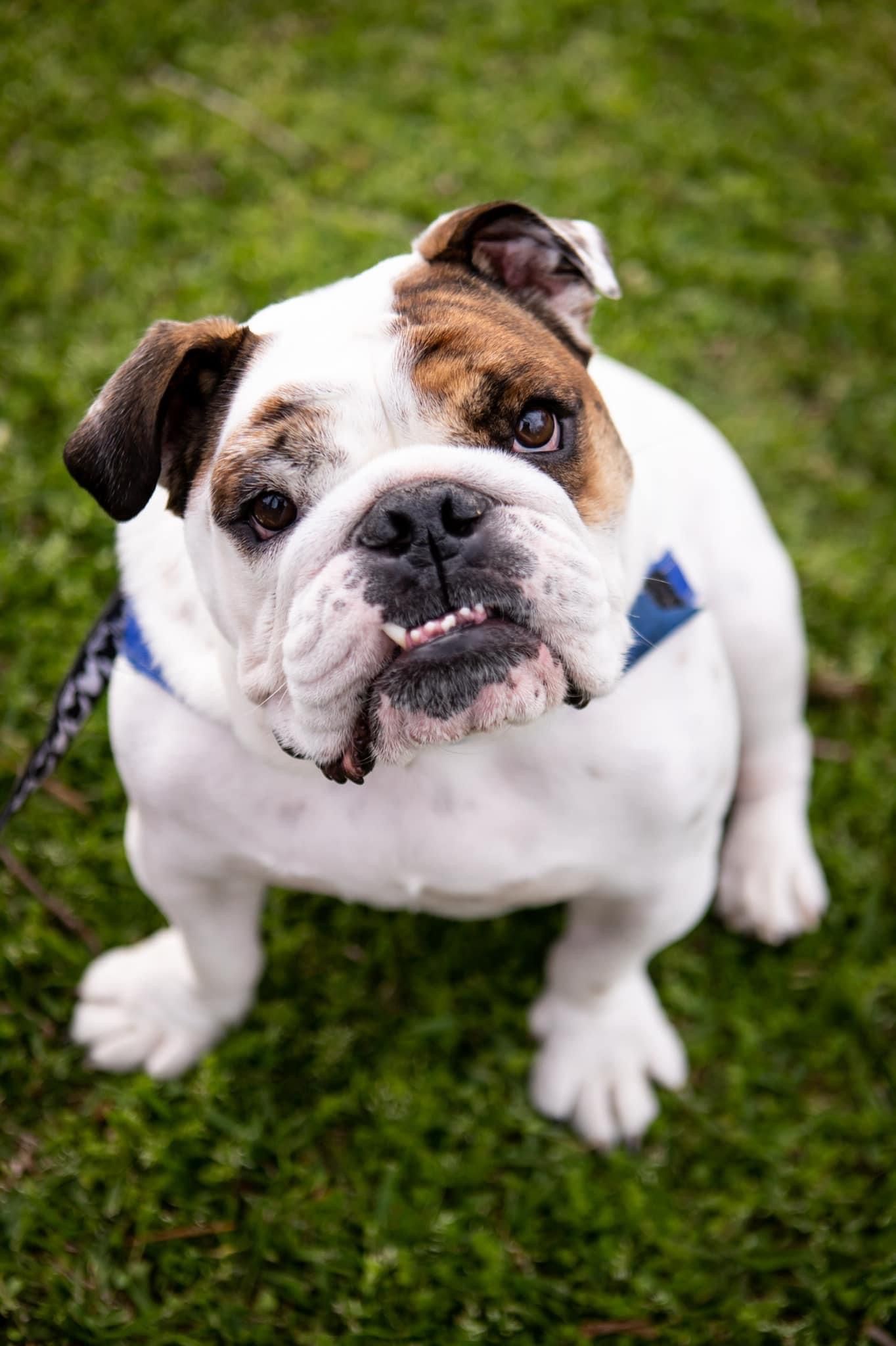 An adorable white and brown English Bulldog puppy sitting on green grass wearing a blue harness.