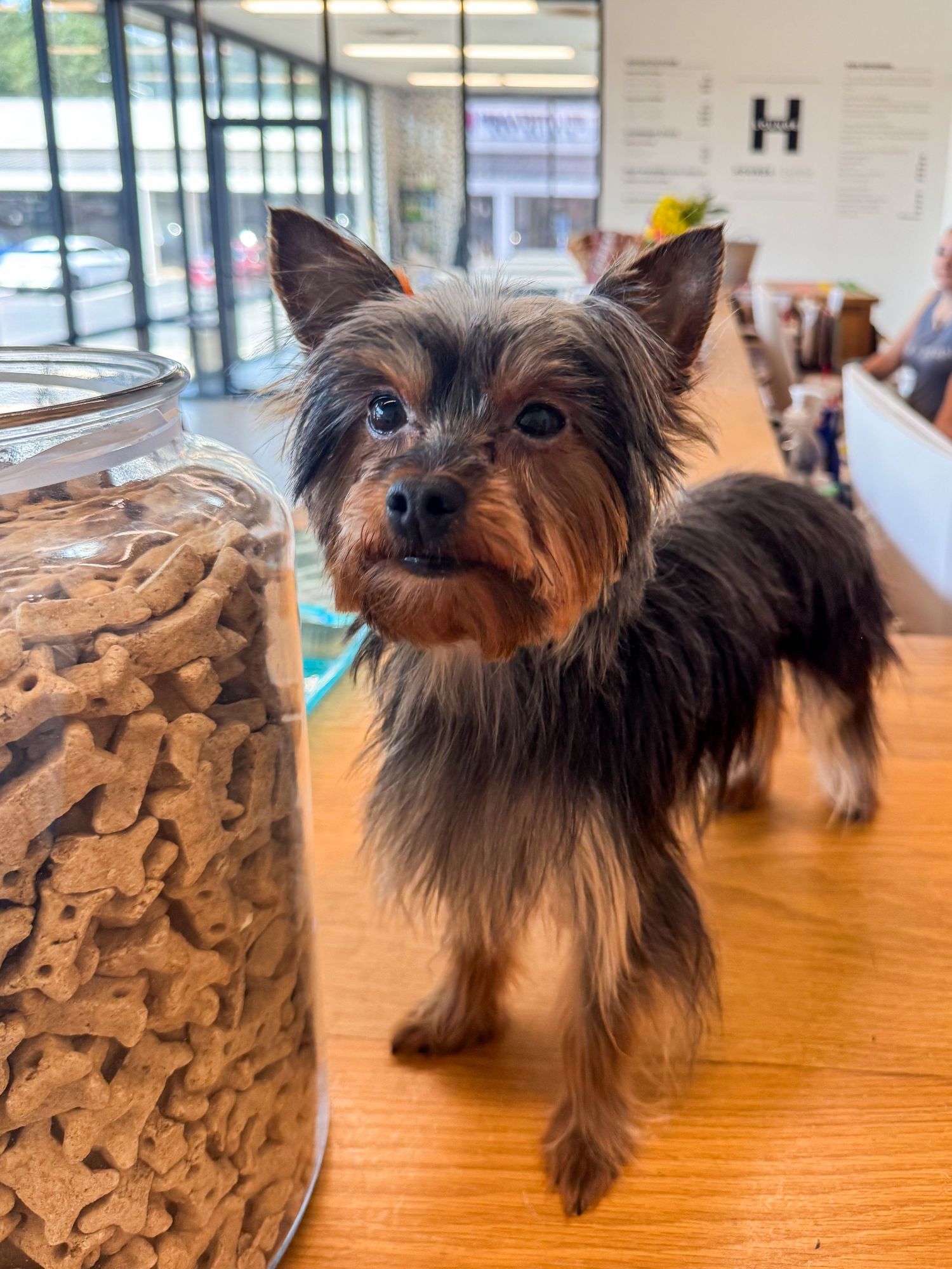 A small Yorkshire Terrier standing on a wooden counter next to a large jar of dog treats.