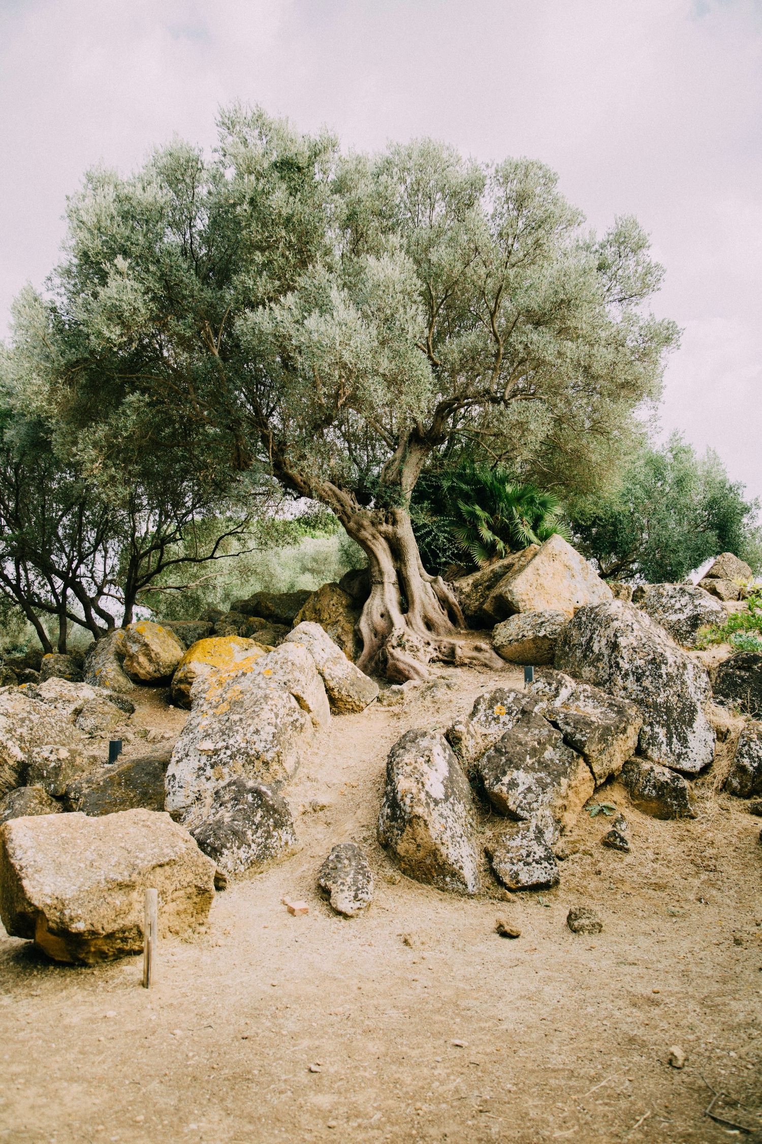 Ancient olive tree growing among large rocky outcrops on dry Mediterranean terrain with soft cloudy sky.