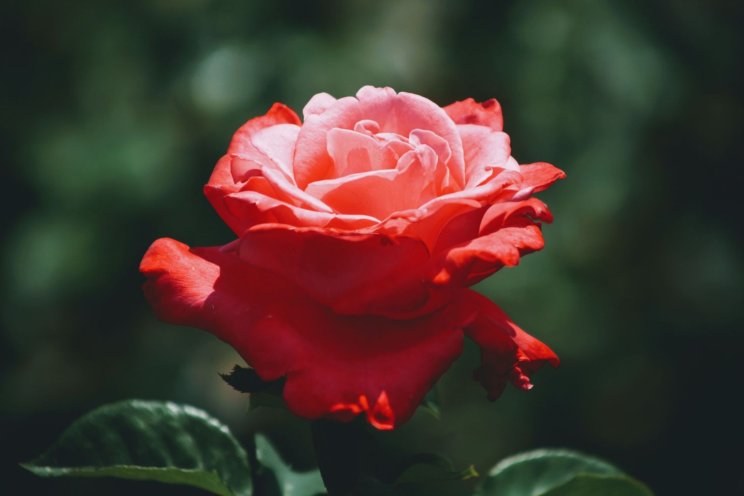 A closeup of a vibrant rose
