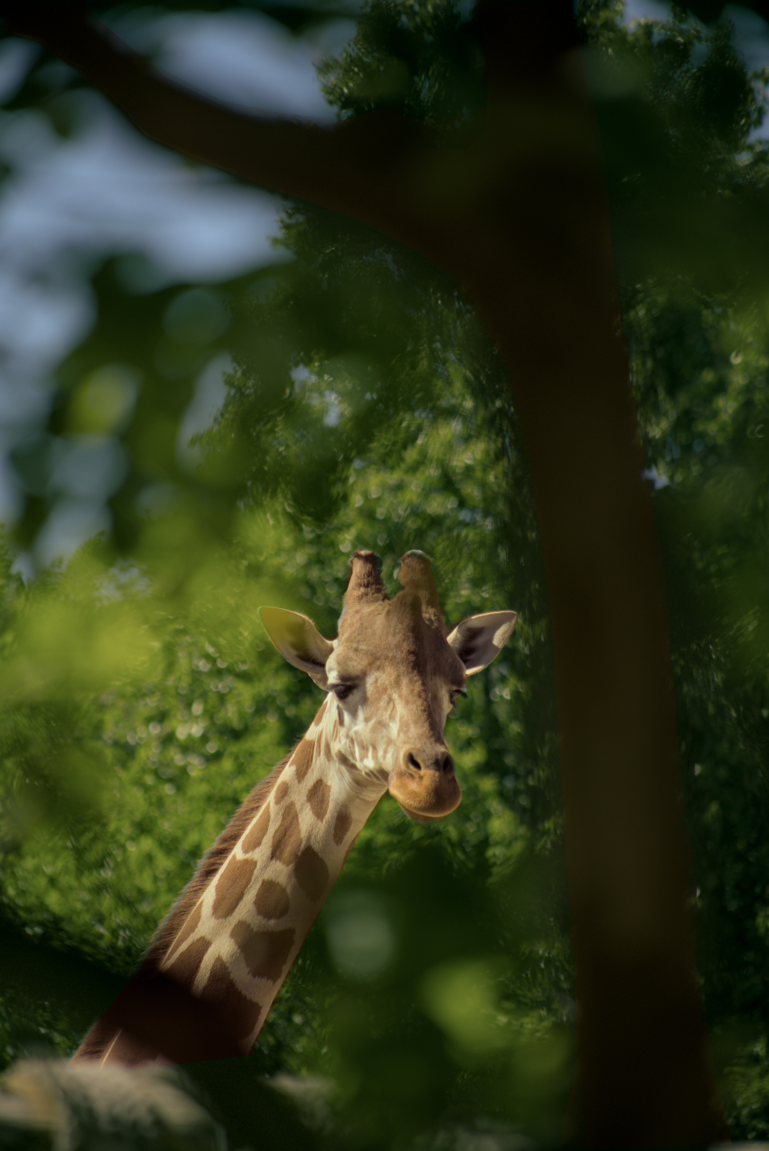 A giraffe in a natural environment