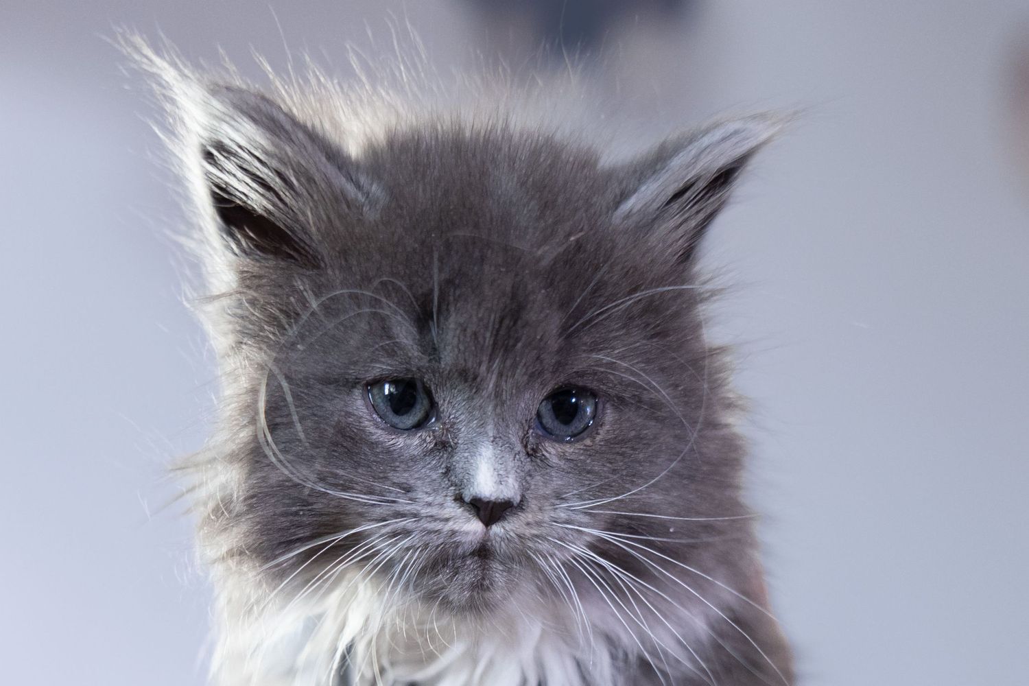 Fluffy gray kitten with messy fur and blue eyes posing for a close-up portrait photo.
