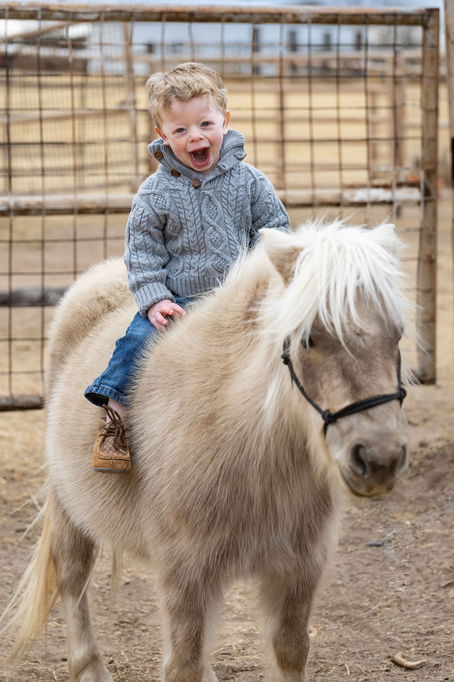 Laughing toddler boy riding white Shetland pony wearing gray cable-knit sweater outdoors.