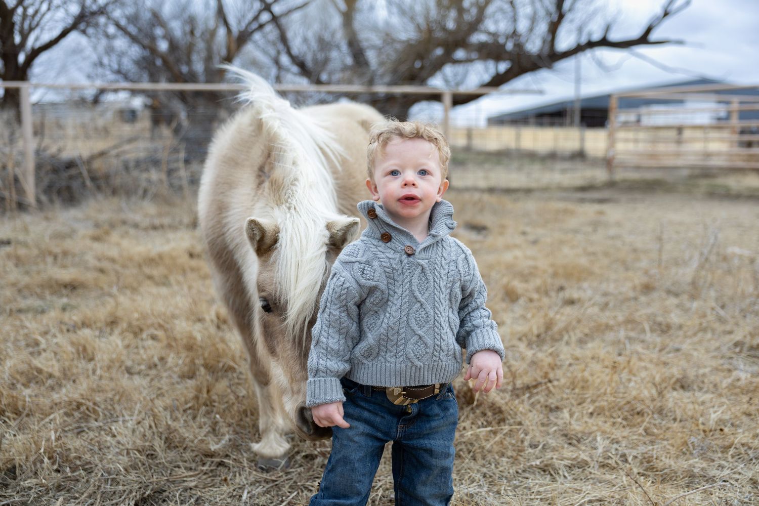 Happy toddler boy in gray sweater standing beside white miniature horse on farm.