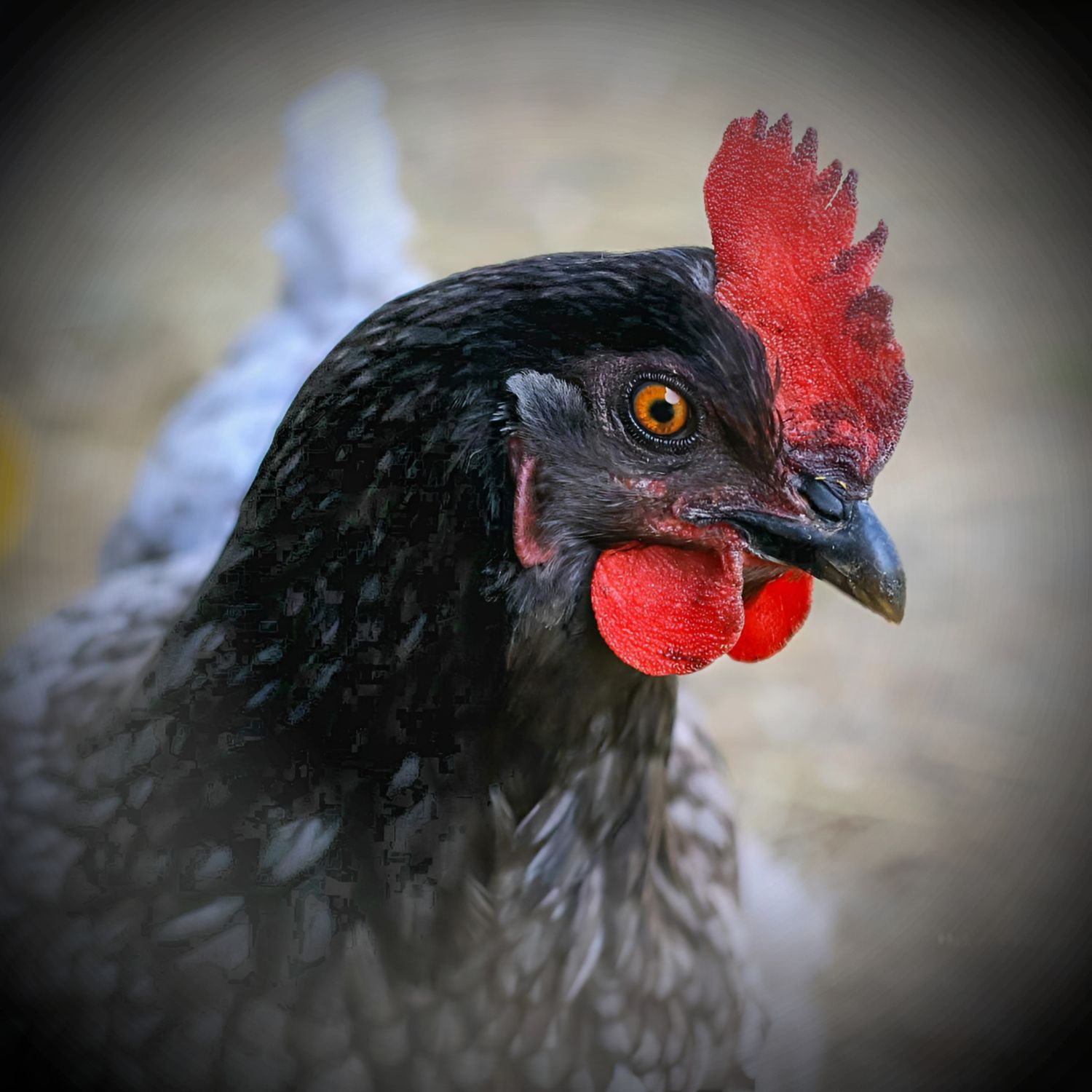 SOUL CAPTIVATING FARM PHOTOGRAPHY