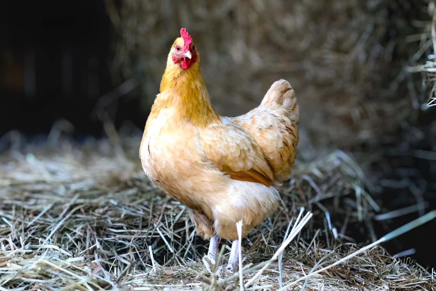 SOUL CAPTIVATING FARM PHOTOGRAPHY
INSPIRED LIFE BY ERIN