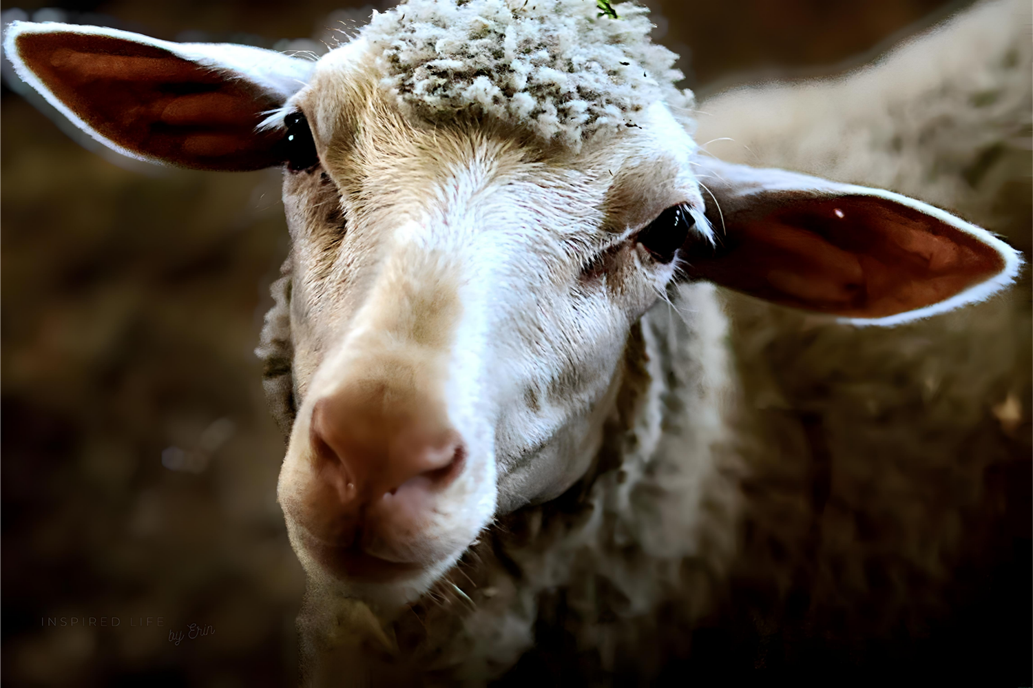 INSPIRED LIFE BY ERIN
THE SHEEP