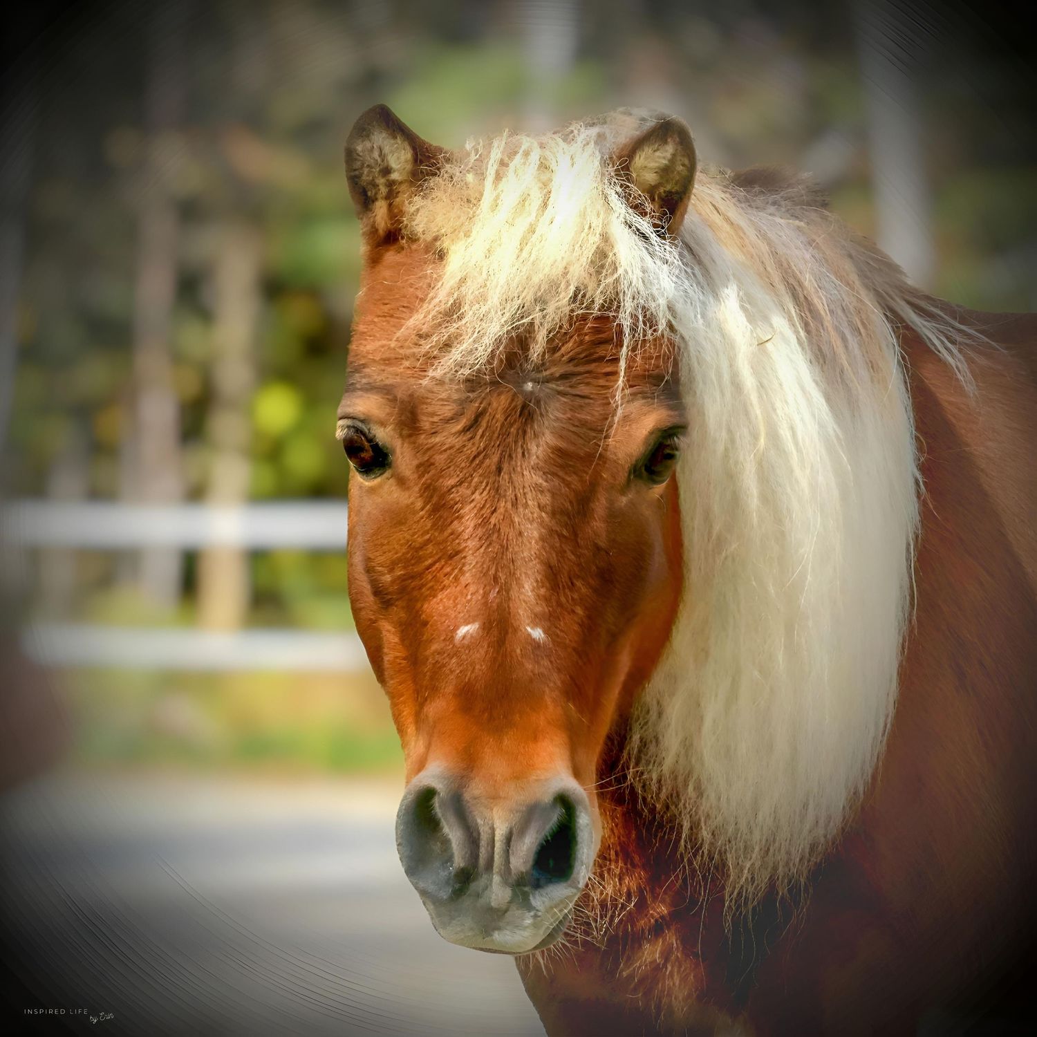 STUNNING HORSE PHOTOGRAPHY
INSPIRED LIFE BY ERIN