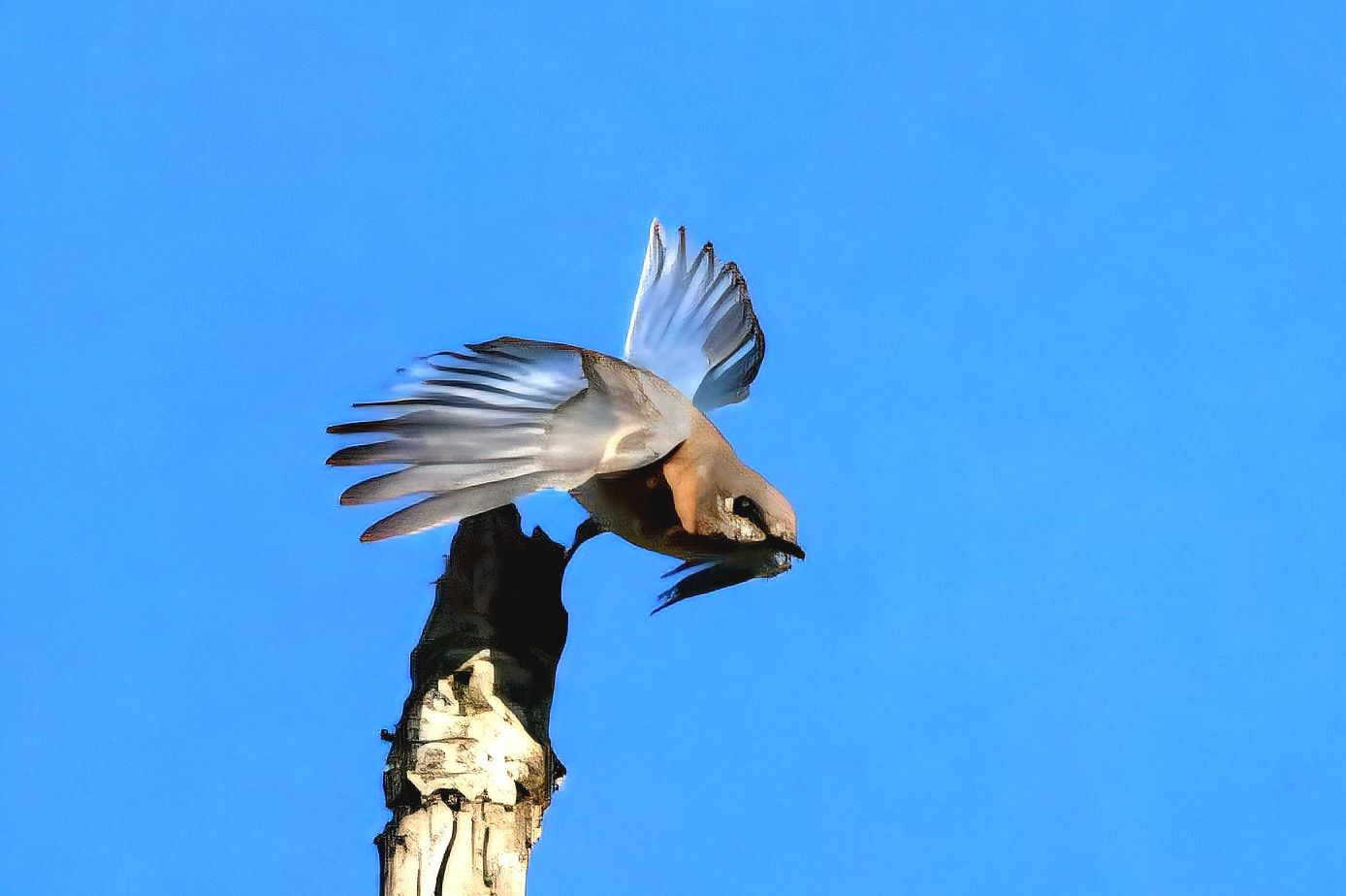 Eastern Bluebird in action in Tennessee.  INSPIRED LIFE BY ERIN.