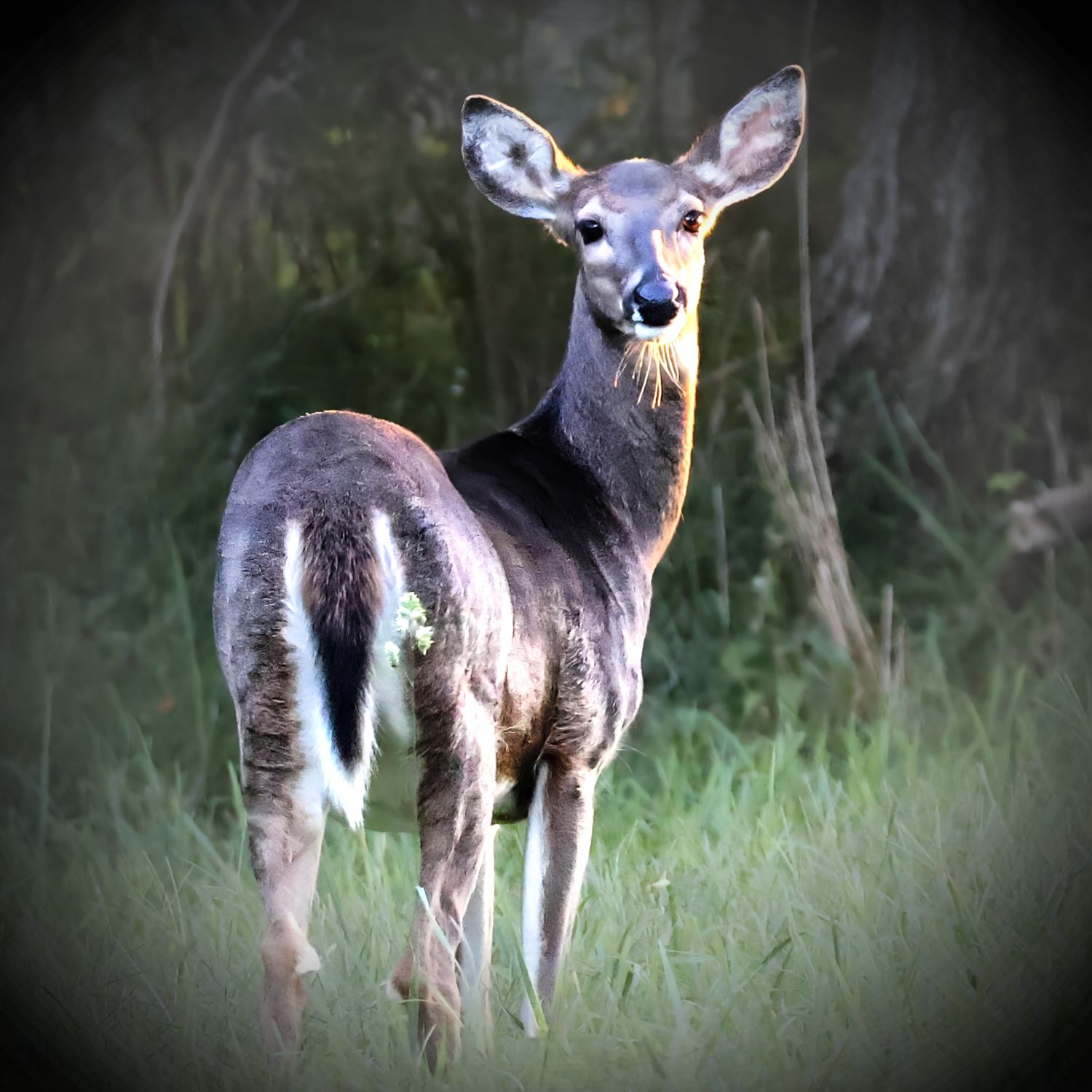 DEER- TENNESSEE
INSPIRED LIFE BY ERIN