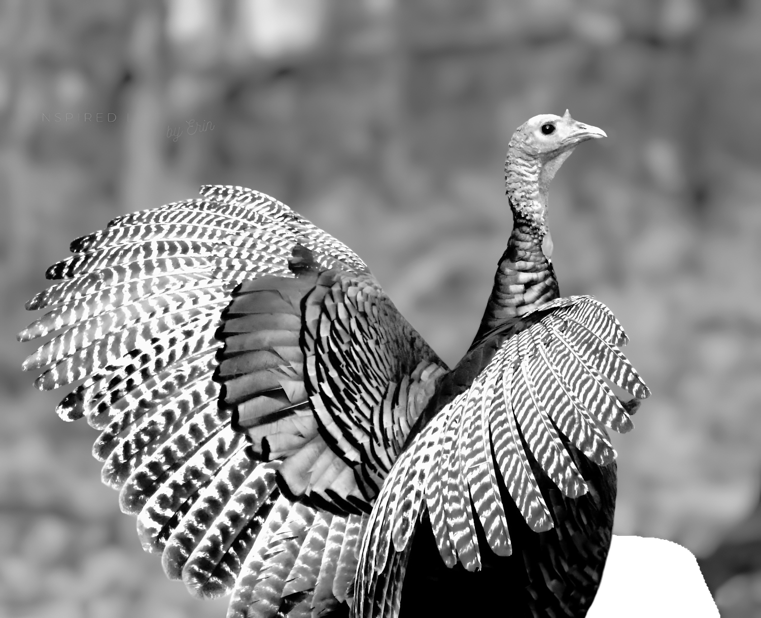 TURKEY-MA
INSPIRED LIFE BY ERIN