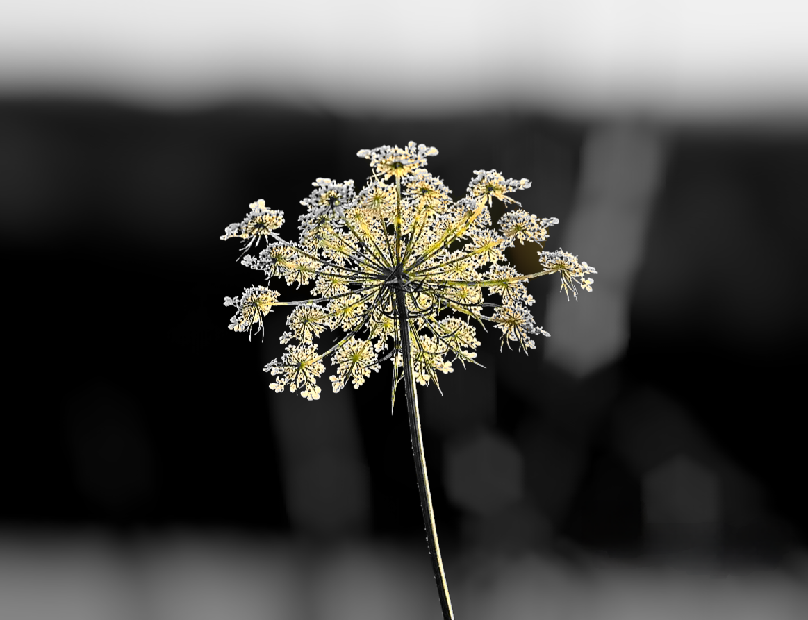 QUEEN ANNE'S LACE 
INSPIRED LIFE BY ERIN