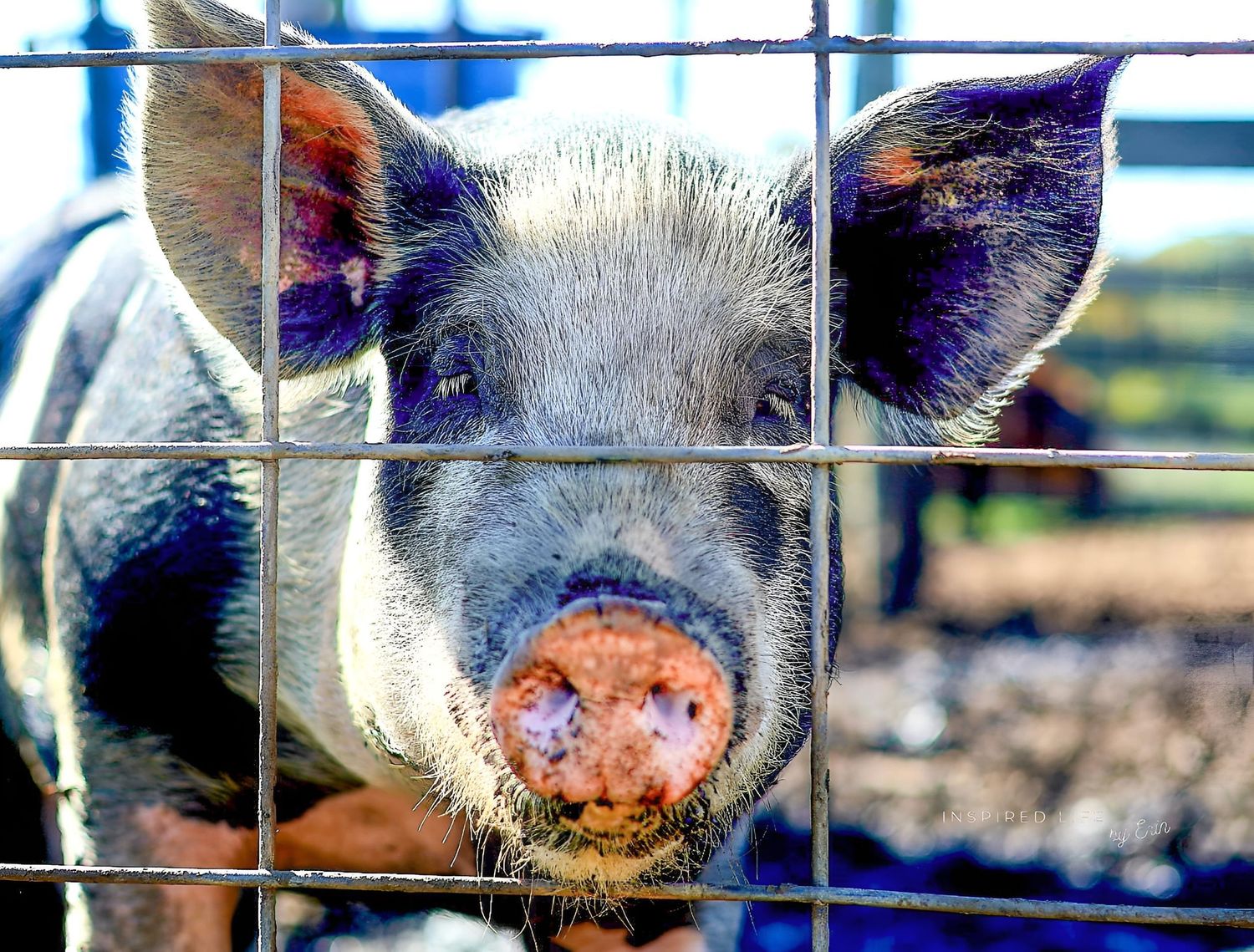 SOUL CAPTIVATING FARM PHOTOGRAPHY