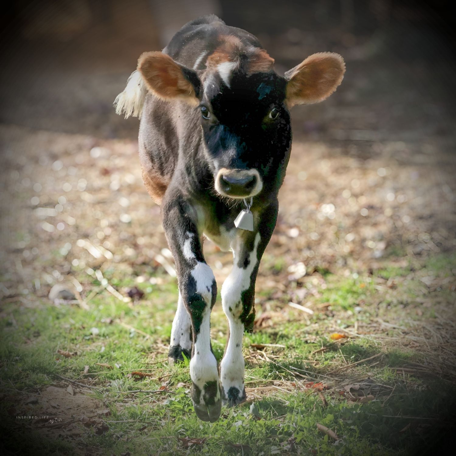 SOUL CAPTIVATING FARM PHOTOGRAPHY
INSPIRED LIFE BY ERIN