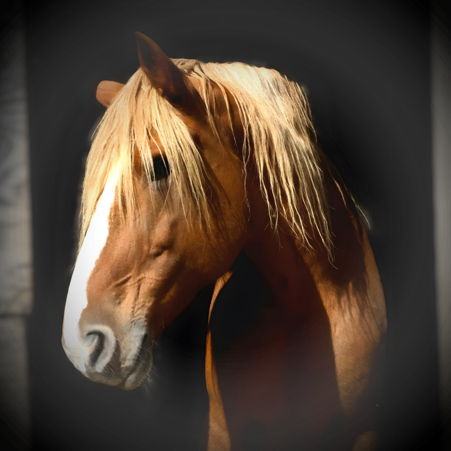 STUNNING HORSE PHOTOGRAPHY
INSPIRED LIFE BY ERIN