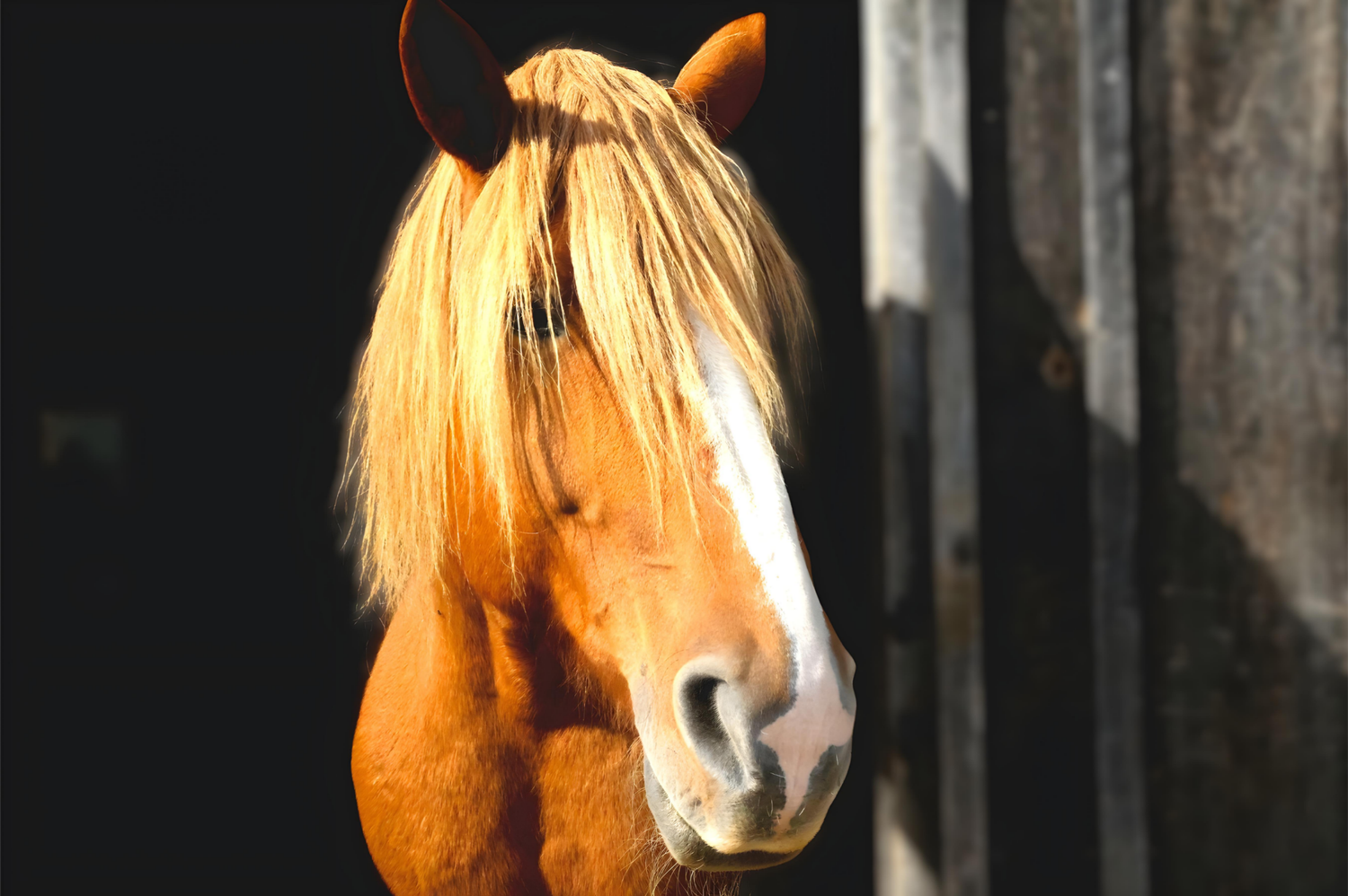 STUNNING HORSE PHOTOGRAPHY
INSPIRED LIFE BY ERIN