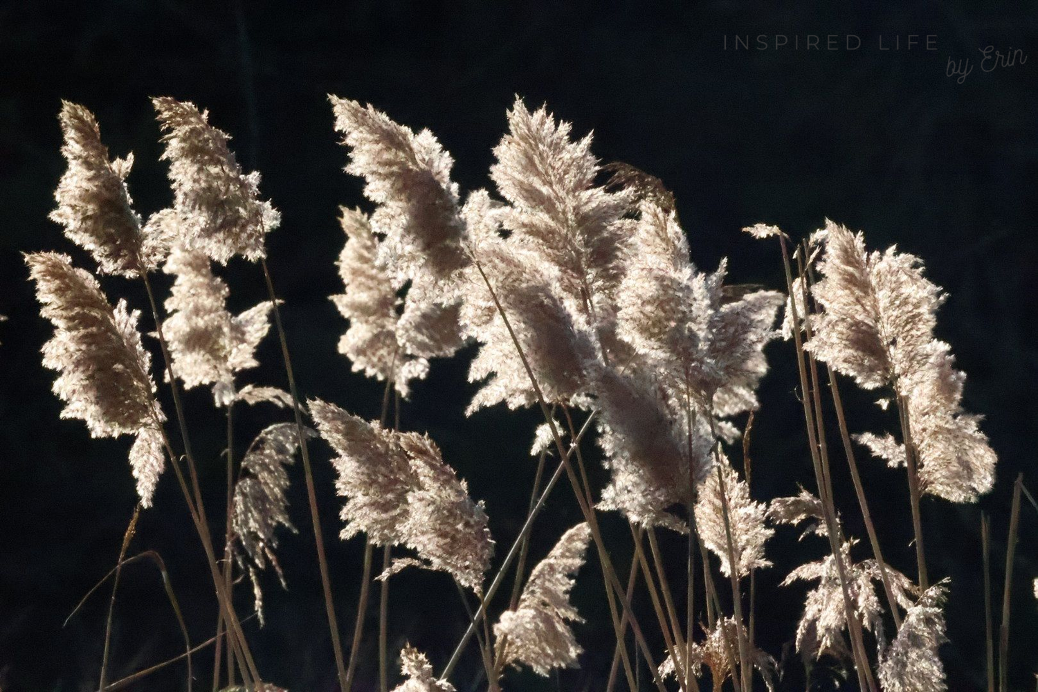 WINTER MAGIC
INSPIRED LIFE BY ERIN