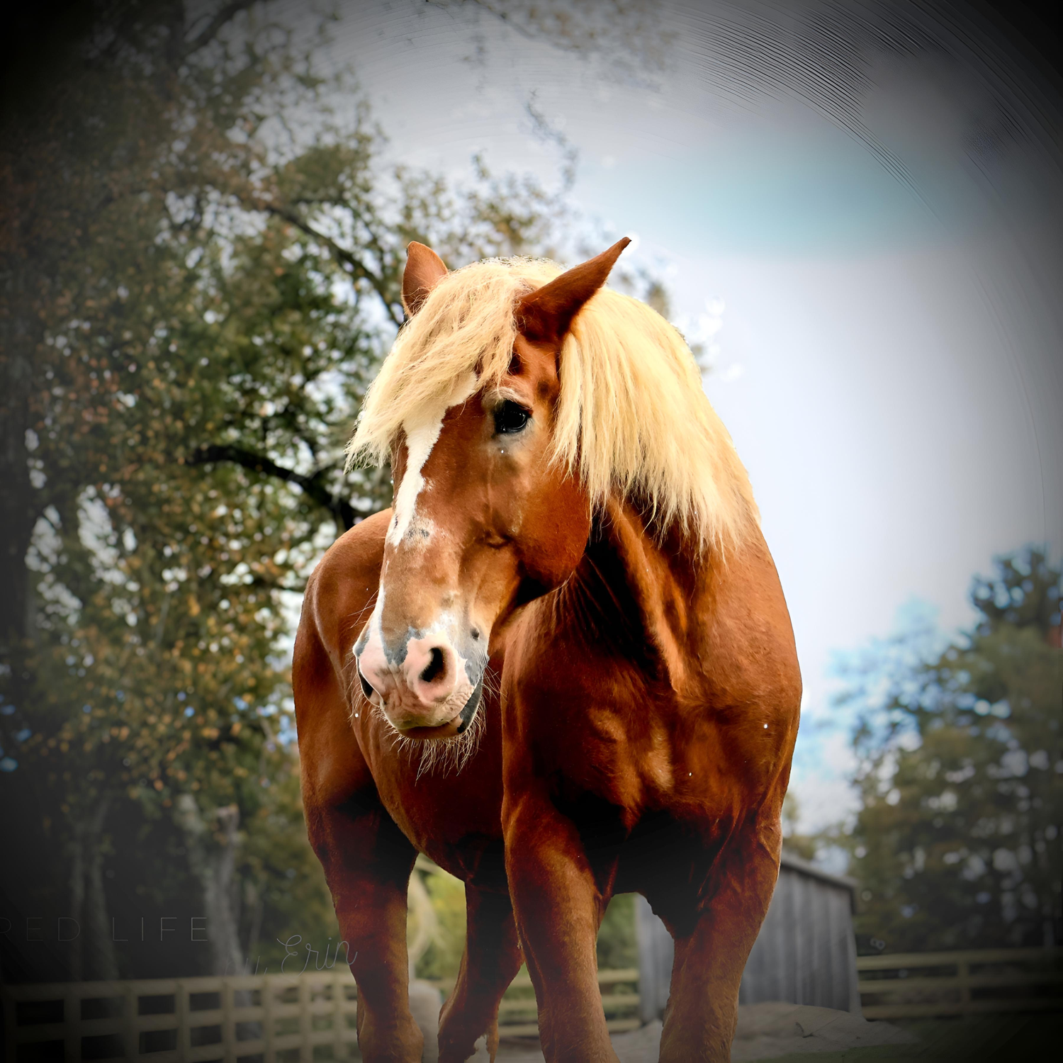 STUNNING HORSE PHOTOGRAPHY
INSPIRED LIFE BY ERIN