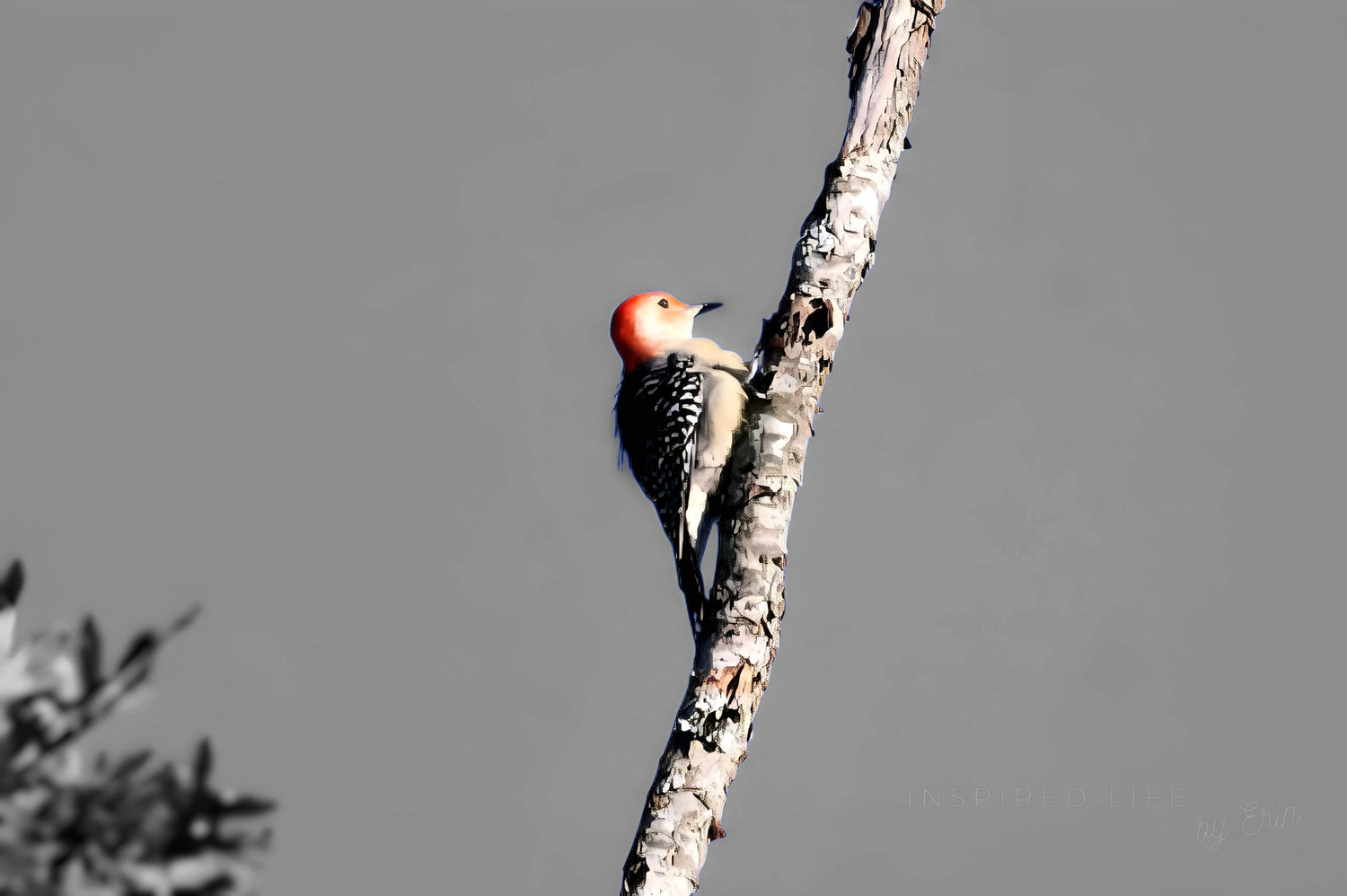 A Tennessee Red-Bellied Woodpecker.
INSPIRED LIFE BY ERIN.
