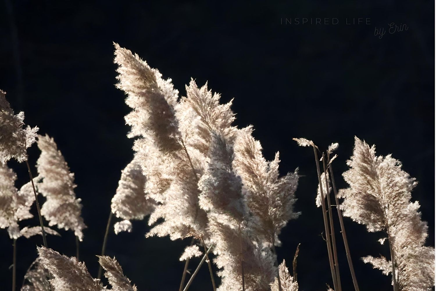 WINTER MAGIC
INSPIRED LIFE BY ERIN