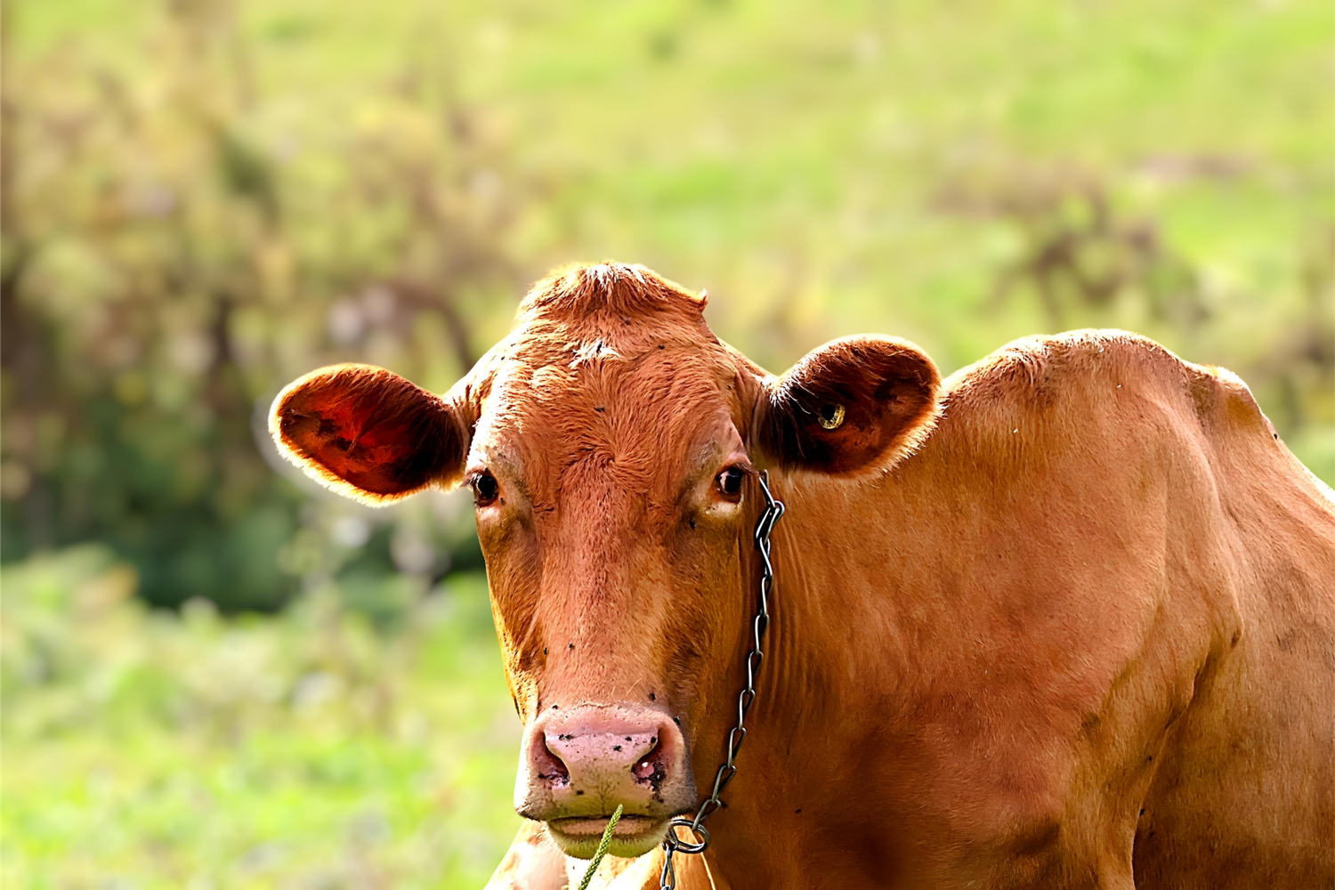THE COW
INSPIRED LIFE BY ERIN