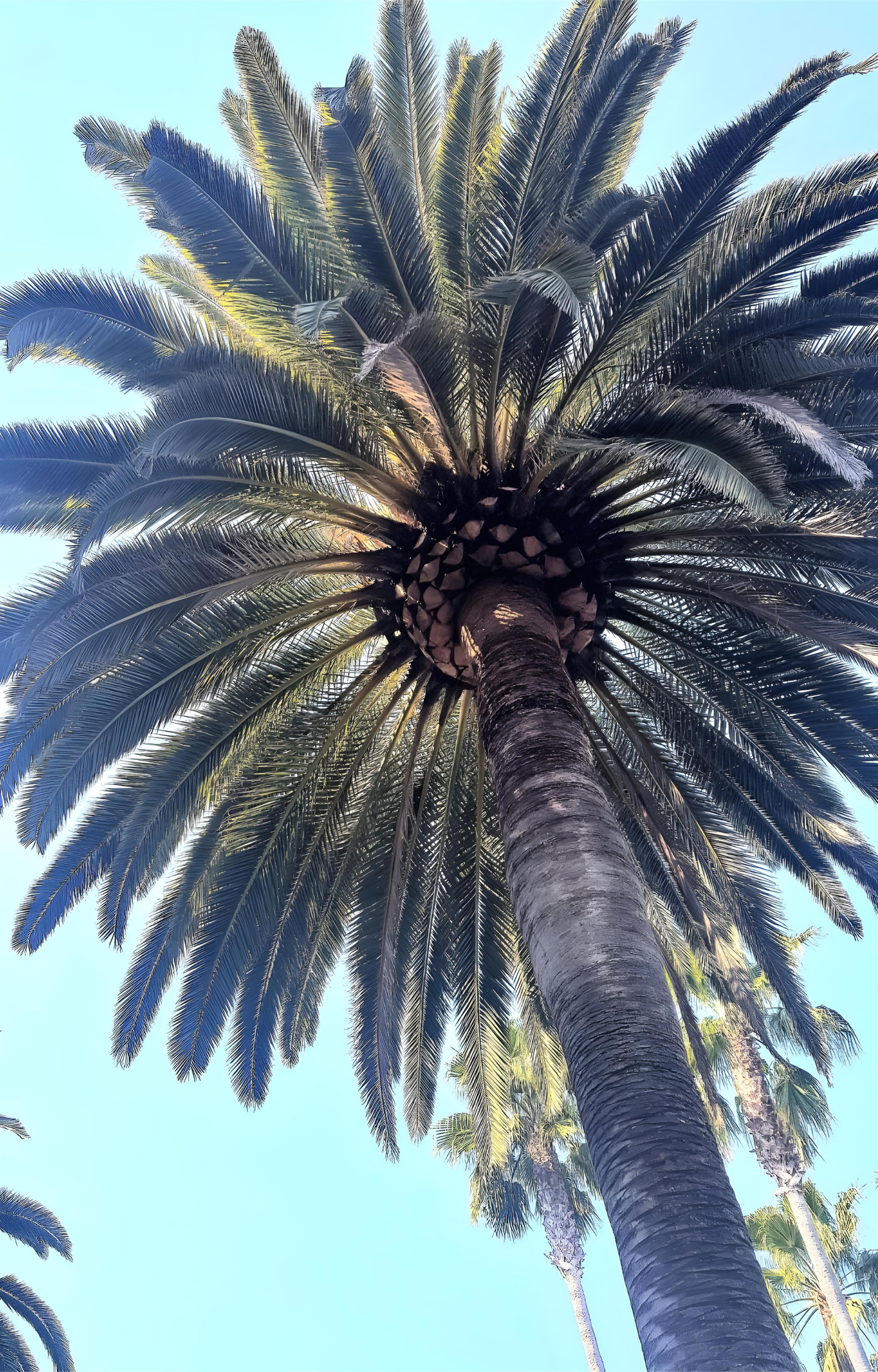 CALIFORNIA PALM 2017
INSPIRED LIFE BY ERIN