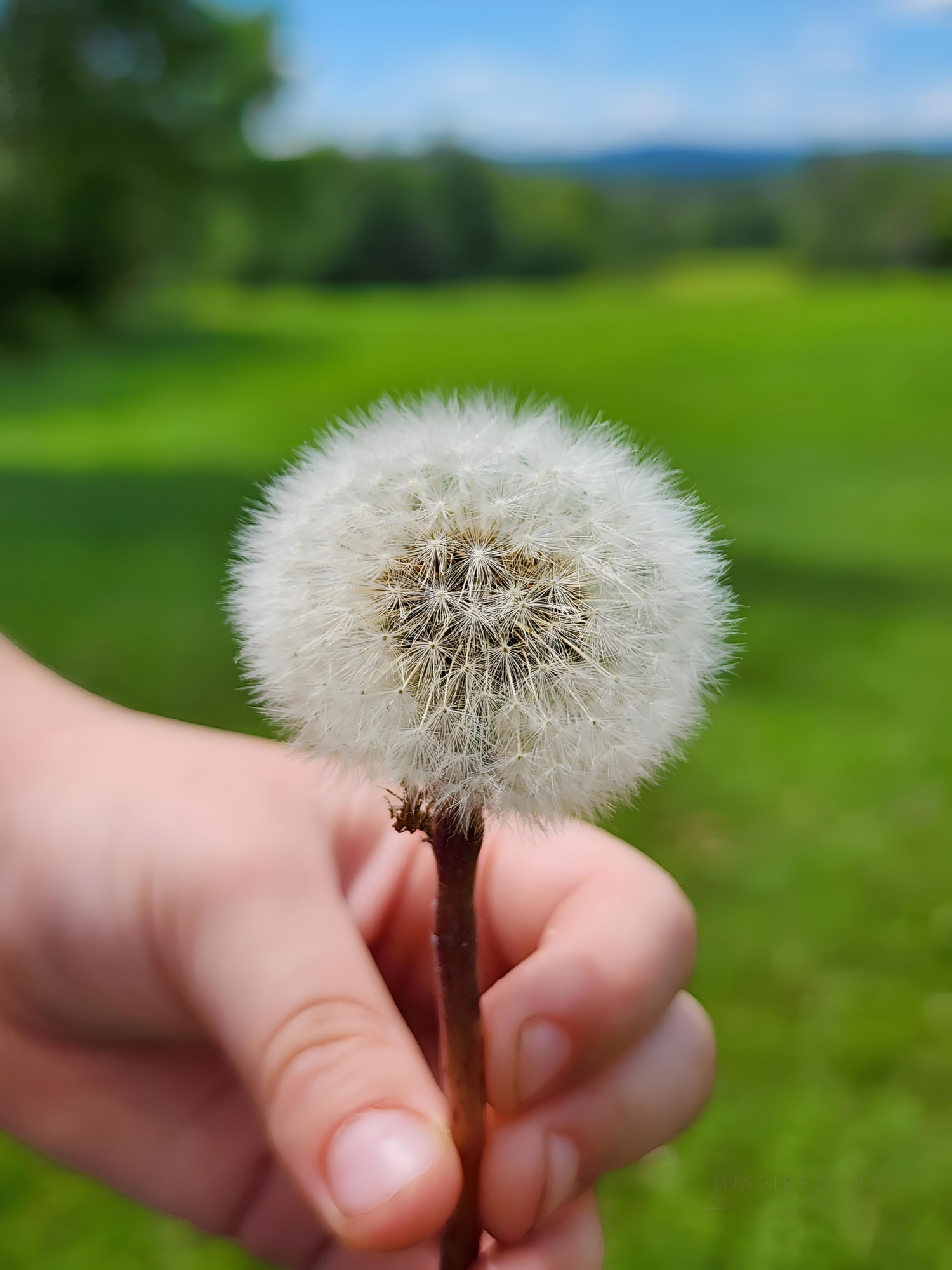 INSPIRED LIFE BY ERIN
MAKE A WISH