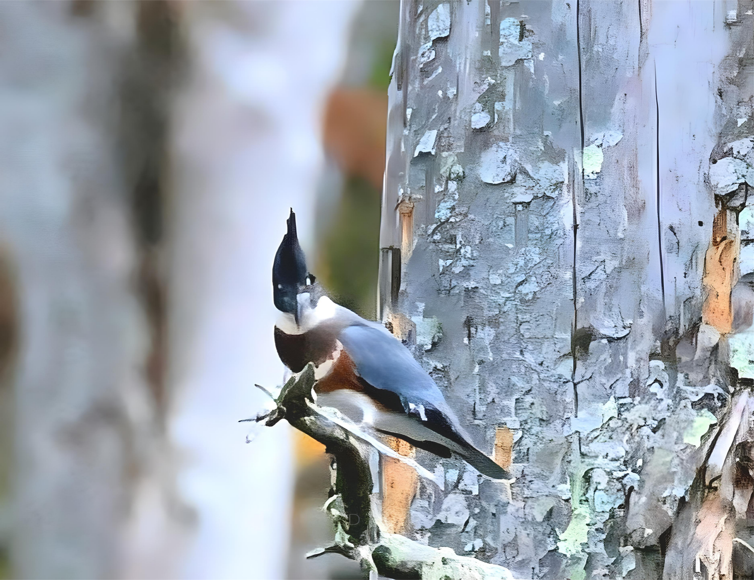 A Massachusetts King Fisher.  INSPIRED LIFE BY ERIN.