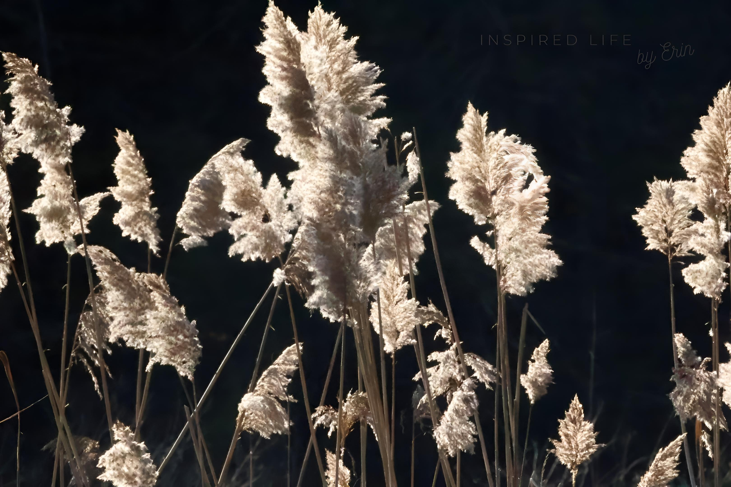 WINTER MAGIC
INSPIRED LIFE BY ERIN
