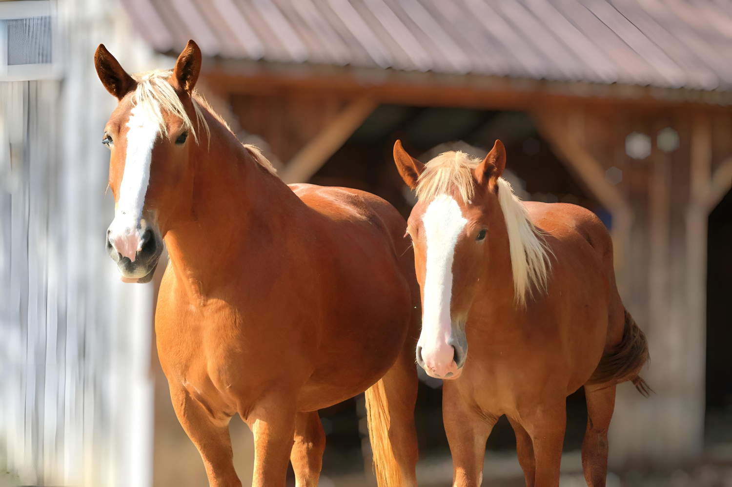 STUNNING HORSE PHOTOGRAPHY
INSPIRED LIFE BY ERIN