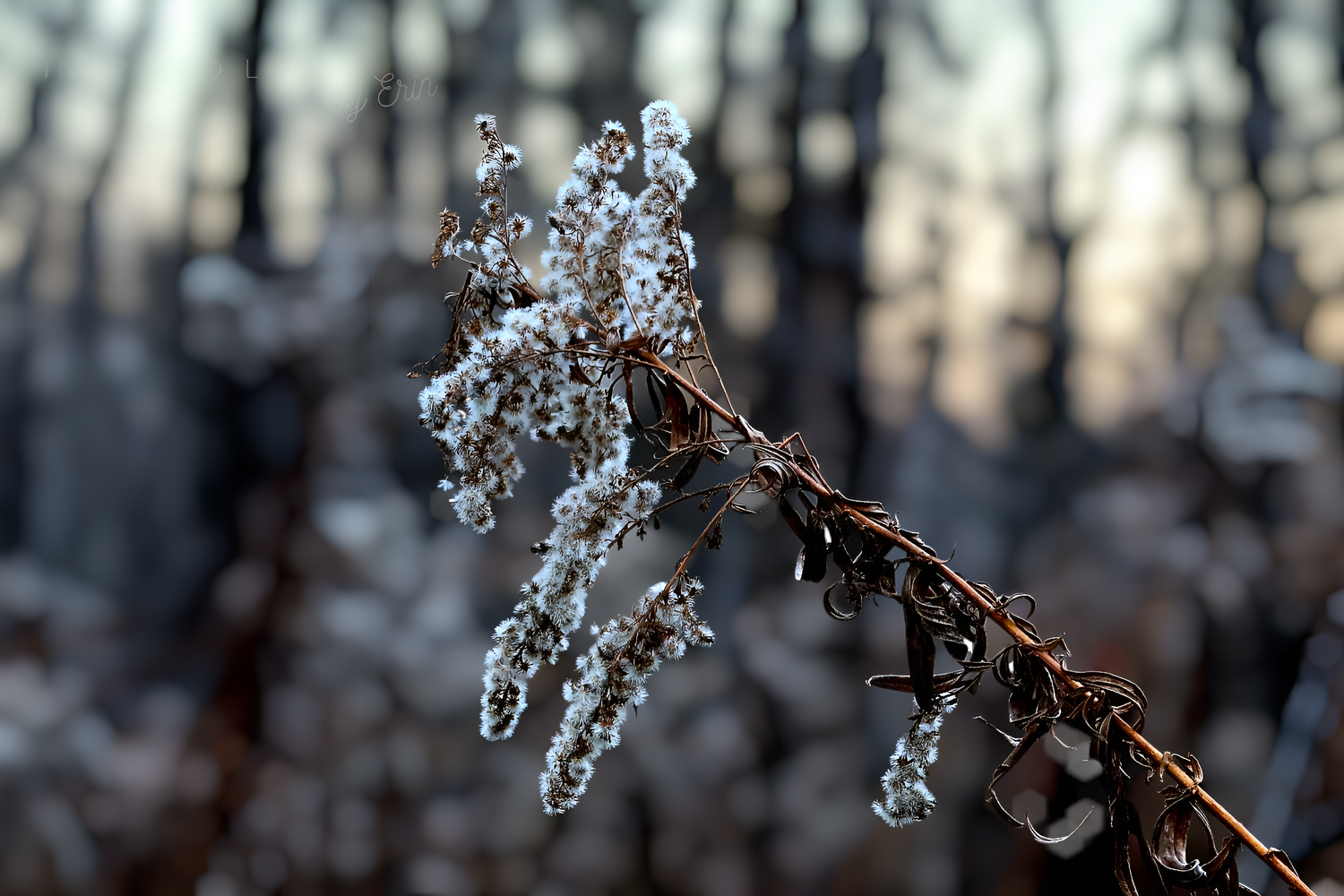 WINTER MAGIC
INSPIRED LIFE BY ERIN