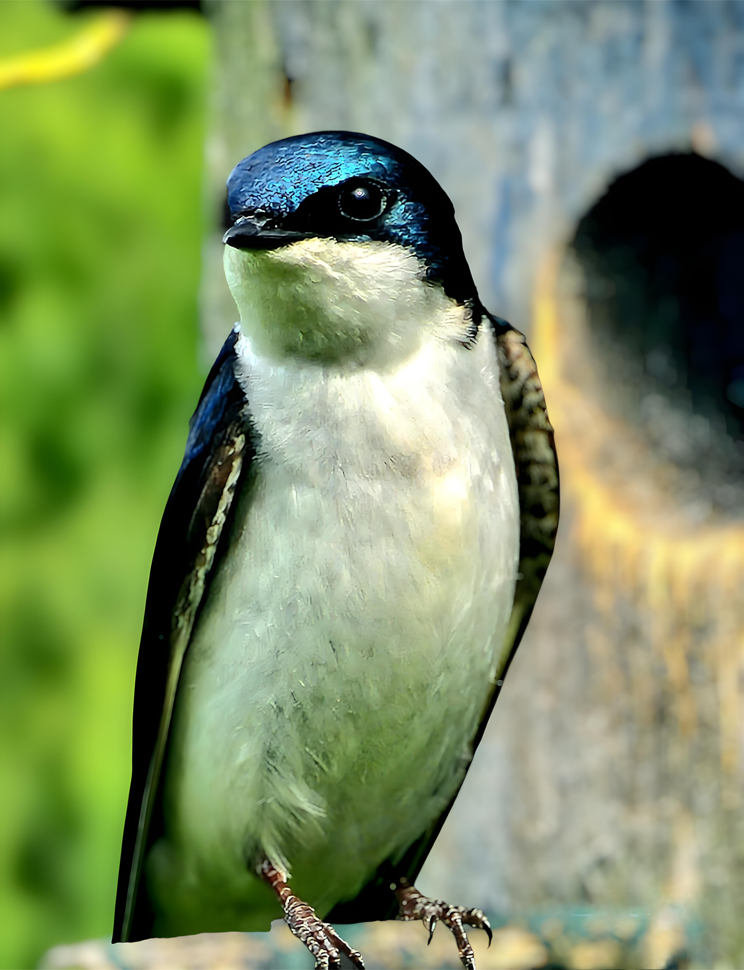 TREE SWALLOW MASSACHUSETTS