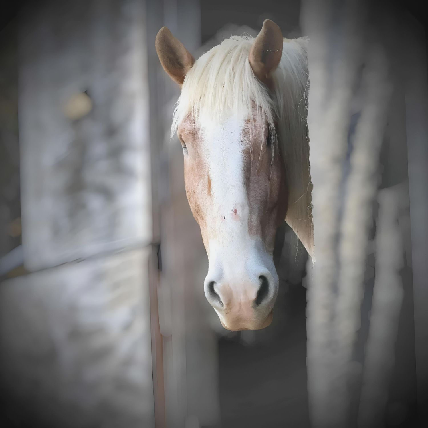 STUNNING HORSE PHOTOGRAPHY
INSPIRED LIFE BY ERIN