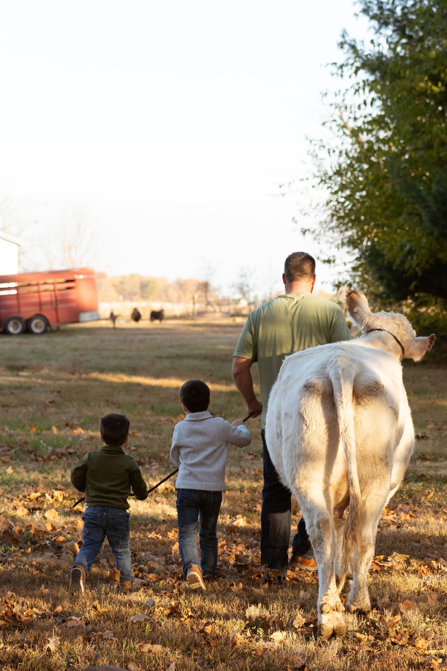 Group walking with white cow in golden sunlit field during sunset.