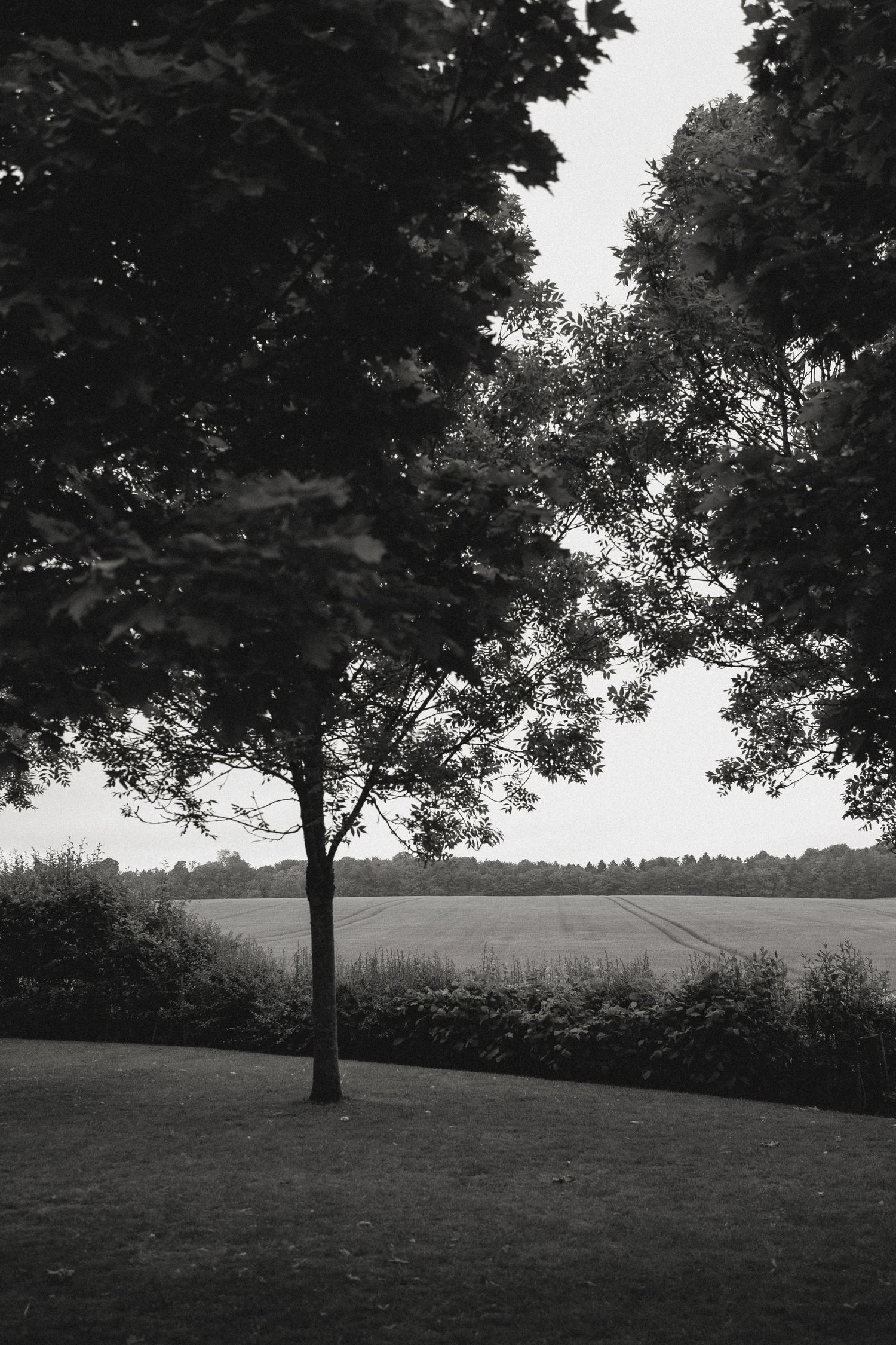 Rolling green hills and trees create a peaceful pastoral landscape on a cloudy day.