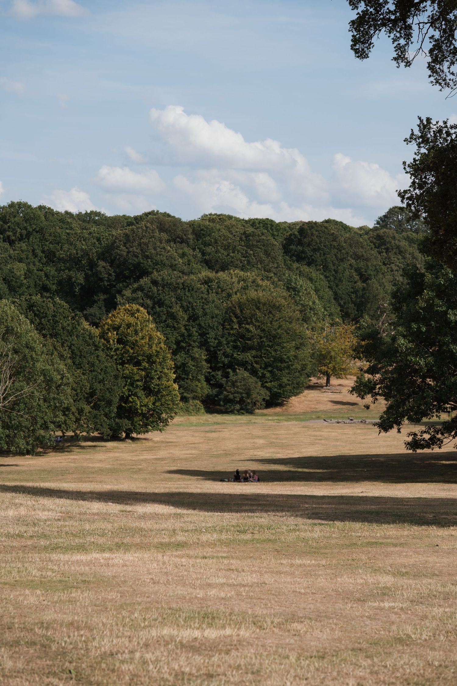 Scenic landscape view of rolling hills and trees on a sunny summer day.