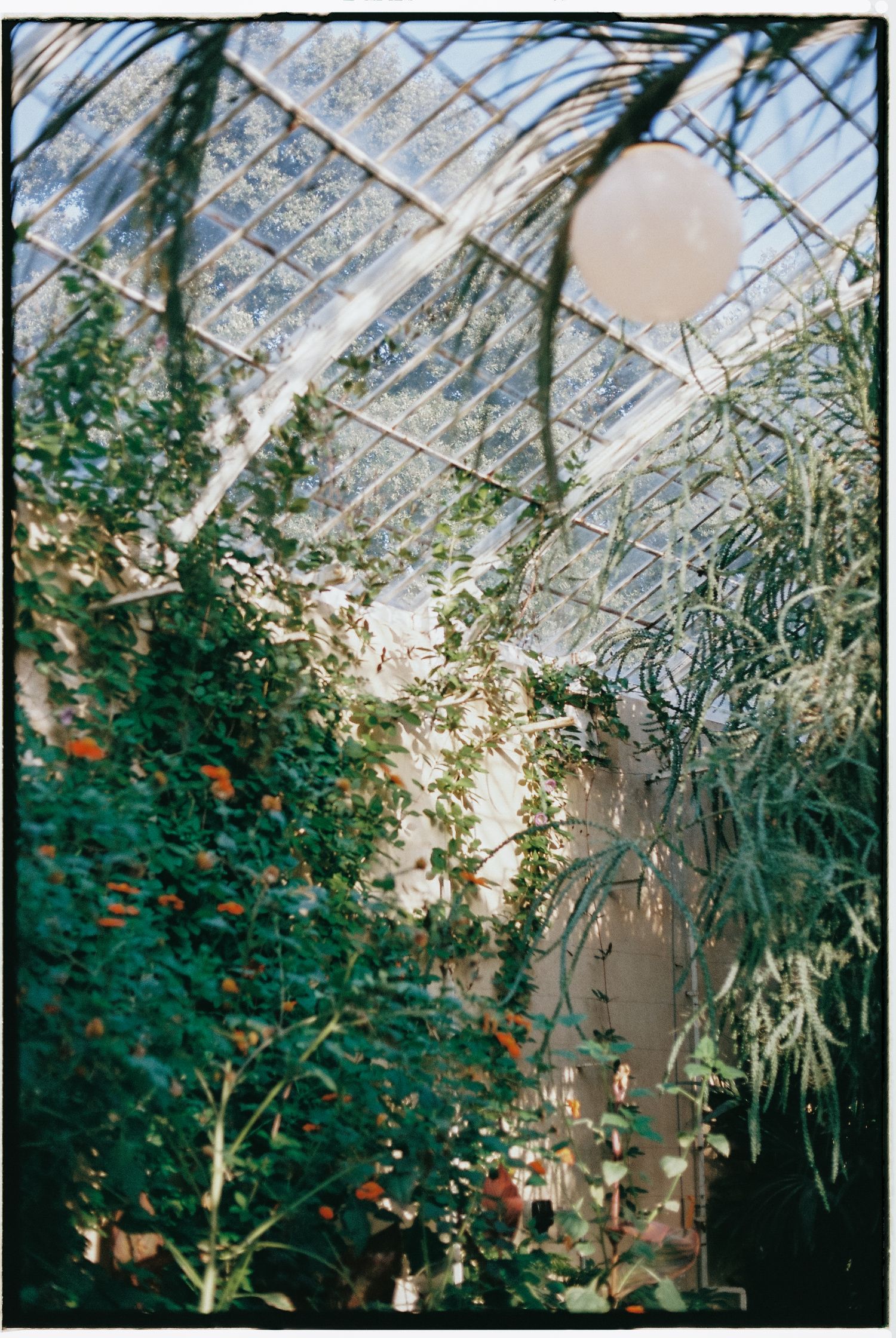 Sunlight streams through a greenhouse ceiling with hanging plants and vines.
