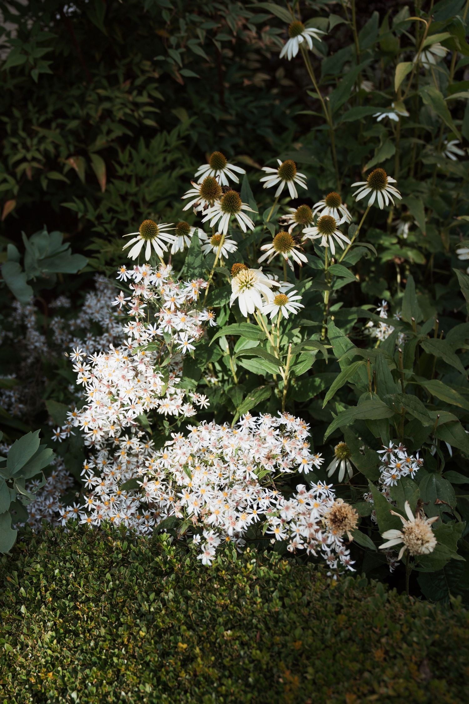 White daisies blooming above manicured hedges in a garden.